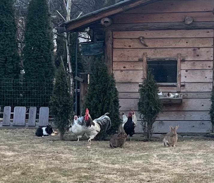 B&B Casa Il Sasso Pinzolo Esterno foto